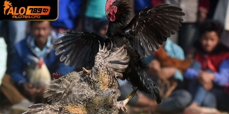 Đá gà trực tiếp được tổ chức tại các trường đấu