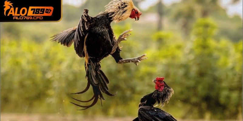 Nền tảng làm mới giao diện