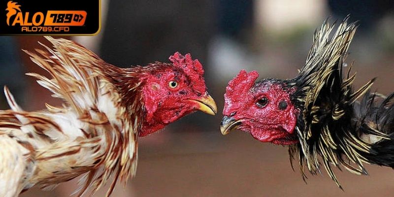 Nhận diện qua màu sắc của chúng