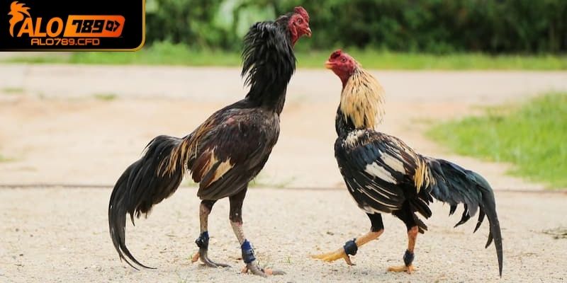 Sự xuất hiện của câu hỏi do đâu?