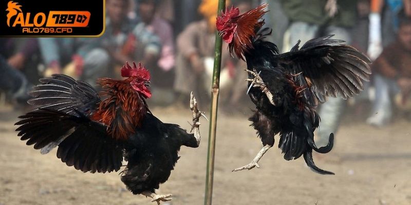 Người chơi bị nhầm lẫn với những địa chỉ khác