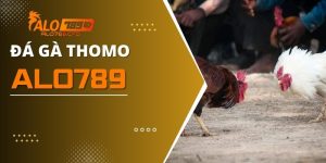 Đá Gà Thomo - Nhà Cái ALO789 Uy Tín Top 1 Châu Á