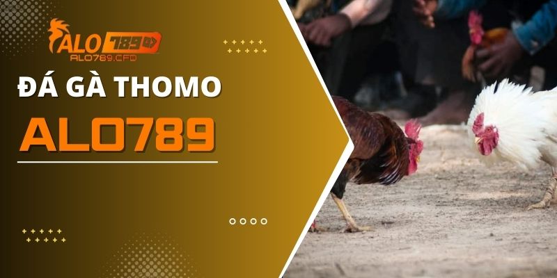 Đá Gà Thomo - Nhà Cái ALO789 Uy Tín Top 1 Châu Á