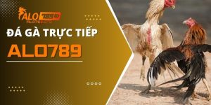 Đá Gà Trực Tiếp Và Kinh Nghiệm Chọn Kèo Siêu Chuẩn
