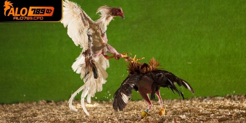 Điểm nhanh thông tin mới nhất liên quan tới Alo789